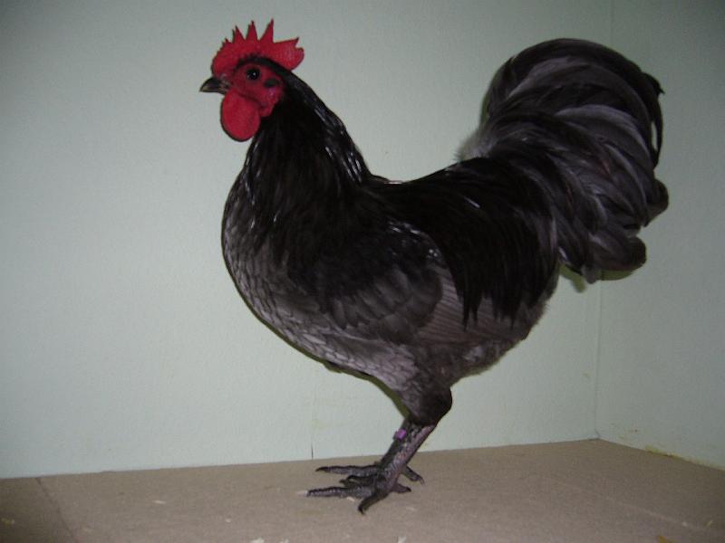 Muenster 2008 645.jpg - Austalorps blaugesäumt von Angelo Dasbeck Preis HV 96 KVE